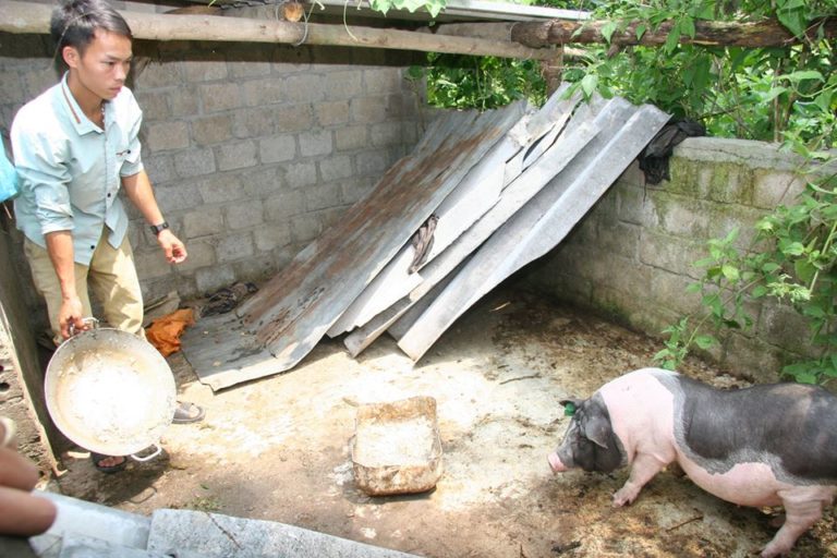 Giật mình một con lợn giống cấp cho hộ nghèo có giá 7 triệu đồng