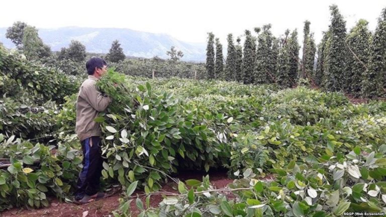 Chiêu ‘mua rễ hồ tiêu’ của thương lái Trung Quốc tái xuất tại VN Chiêu ‘mua rễ hồ tiêu’ của thương lái Trung Quốc tái xuất tại VN