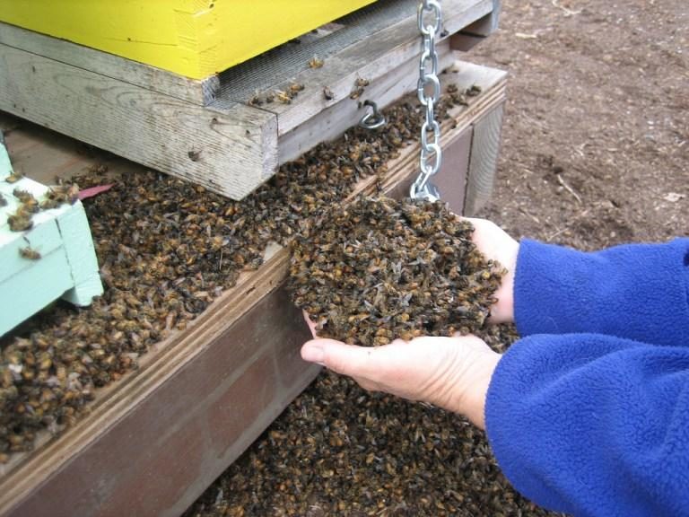 Hàng chục triệu ong mật đã chết sau khi ngô GMO được trồng ở Ontario, Canada Hàng chục triệu ong mật đã chết sau khi ngô GMO được trồng ở Ontario, Canada