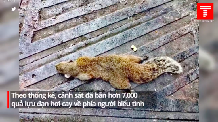 Nhiều động vật nhỏ đã không thoát khỏi làn khói độc này và đã chết ở nhiều nơi.