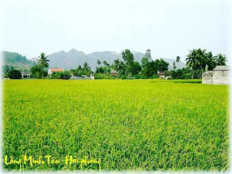 ĐÁNH MẤT QUÊ HƯƠNG
