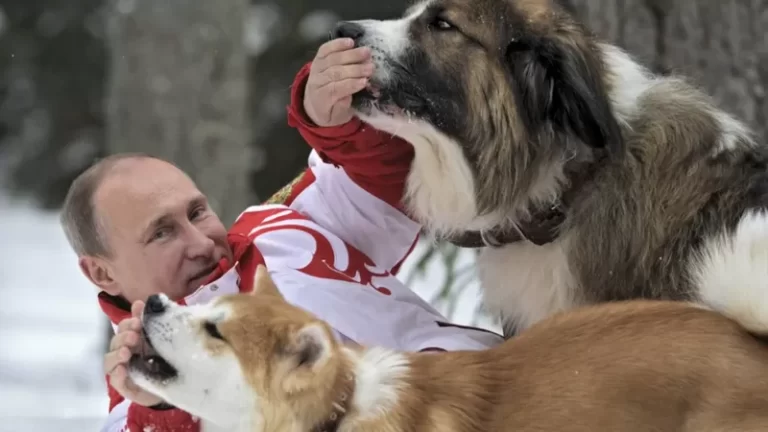 Chiến tranh Ukraine: Những ‘siêu hâm mộ’ Putin trên Facebook thực thi nhiệm vụ