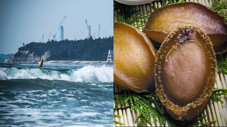 Bào ngư Nhật Bản trở thành mục tiêu của chính trị Trung Quốc