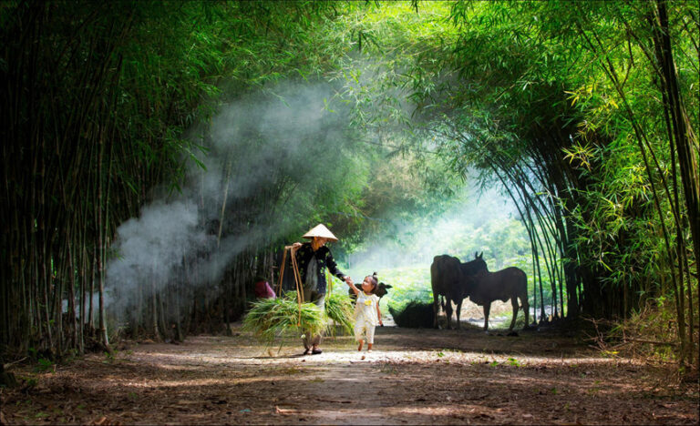 Ngoại giao cây tre