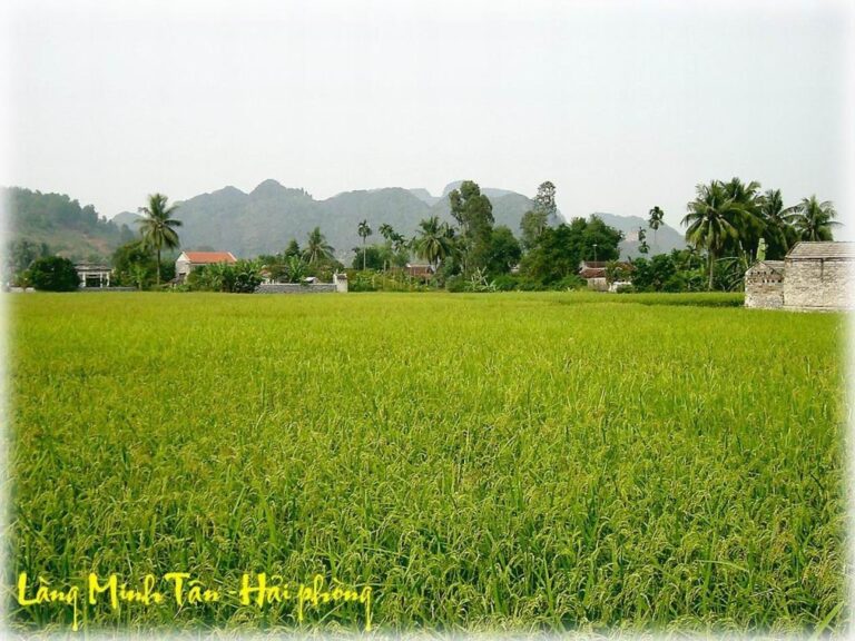 À ƠI CÁNH CÒ À ƠI CÁNH CÒ