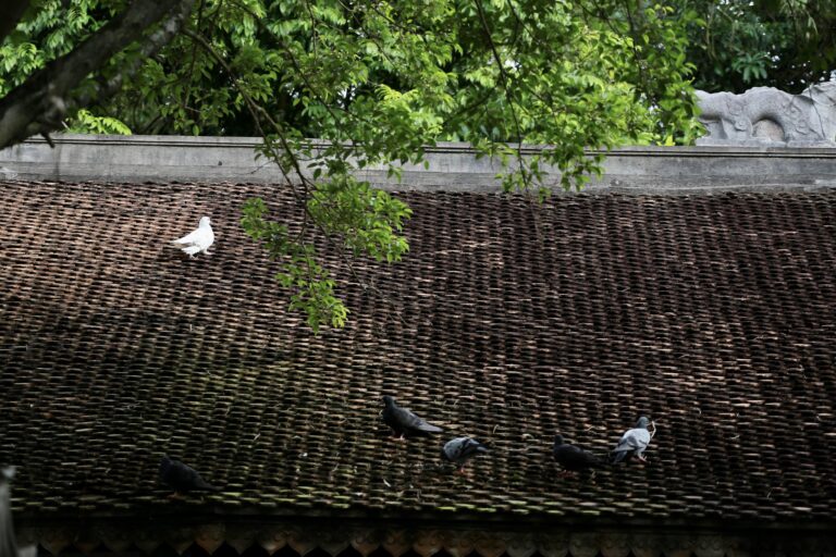 VIỆT PHỦ KHÔNG CÒN CỦA RIÊNG THÀNH CHƯƠNG 