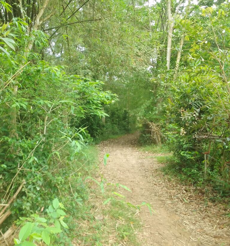Làng quê Trung bộ Làng quê Trung bộ