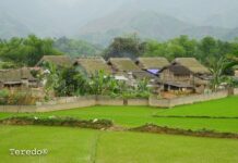 “Bỏ phố về rừng”