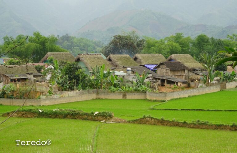 “Bỏ phố về rừng”