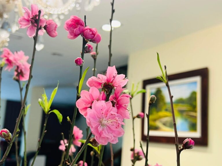 SƯƠNG XUÂN VÀ HOA ĐÀO